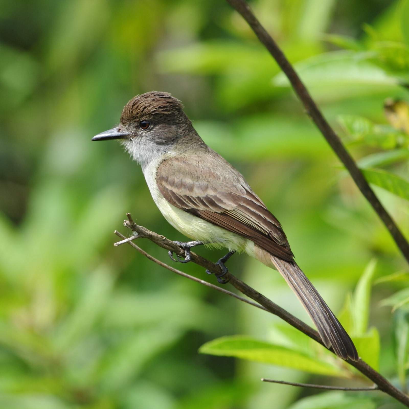 image Short-crested Flycatcher